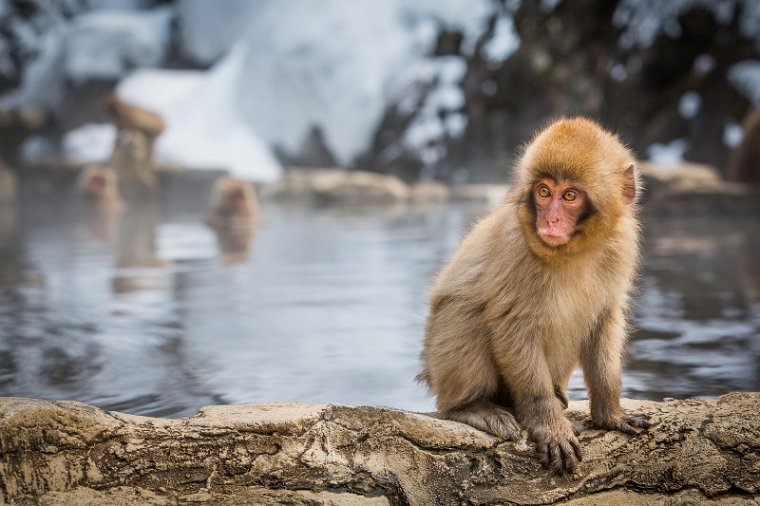 26 Jigokudani Snow Monkey Park.jpg
